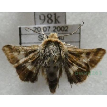 Schinia cognata (Freyer, 1833) Austia98k